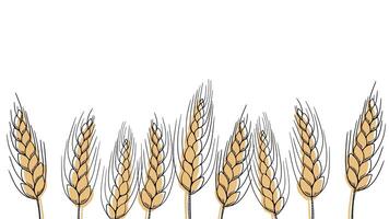 food banner animation bakery, pastry with wheat, oat, barley, rye, wheat ears stalks, field on yellow background and space for text, copy space video