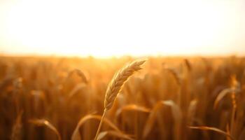 a close up of a wheat field with the sun in the background photo