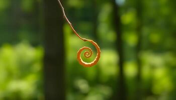 a small orange object hanging from a tree branch photo