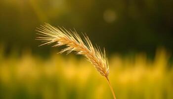 a close up of a plant with a blurry background photo