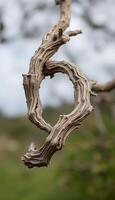 close up of a tree branch with a sky in the background photo