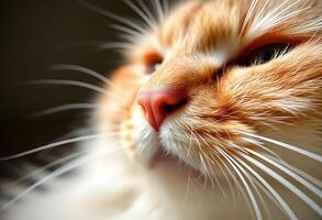 close up of a cat's face with a blurry background photo