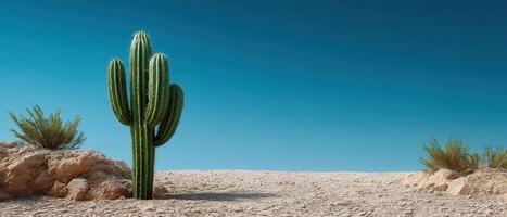 Solitary cactus in desert landscape low resolution image nature photography wide open space vibrant sky photo