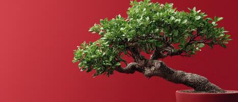 Artistic bonsai tree display indoor studio nature photography minimalist environment close-up view vibrant aesthetics photo