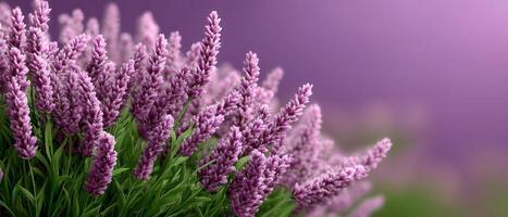Lavender blooms swaying in a scenic field nature photography tranquil environment serene viewpoint photo