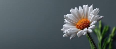 Delicate daisy flower against muted gray background nature photography minimalist style photo