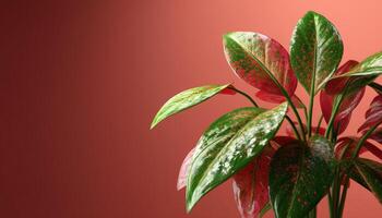 Vibrant painted leaves of a houseplant in natural light indoor setting close-up view photo
