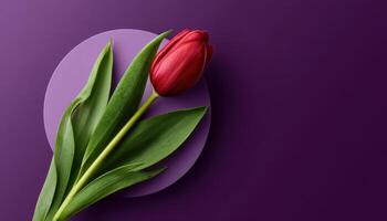 Vibrant tulip display minimalist design floral art studio close-up modern aesthetic photo