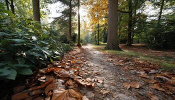 Tranquil nature walk through a colorful grove autumn vibes scenic path serene environment photo