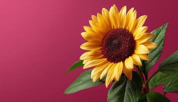 Radiant sunflower close-up deep red background nature photography indoor setting artistic perspective photo