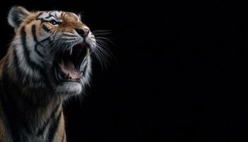 Dramatic roaring tiger close-up studio setting wildlife photography dark background intense emotion photo