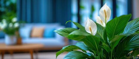 Delicate peace lily blooms in modern living room close-up photography serene environment photo