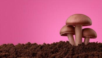 Mushrooms growing in soft brown soil nature scene close-up vibrant pink background photo