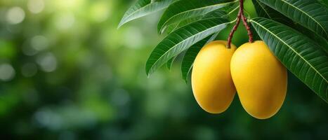 Sunkissed mangoes hanging from a lush green tree branch nature scene vibrant tropical environment photo