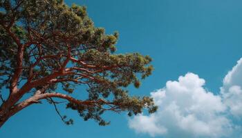 Nature scene with tree against blue sky and clouds outdoor landscape photography tranquil environment photo