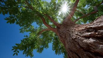 Sunlight filtering through a majestic tree outdoor nature scene bright sky environment low angle view photo