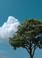 Majestic tree against a clear sky nature scene bright environment wide view tranquility concept photo