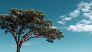 Majestic tree against clear sky nature photography tranquil environment wide angle view photo