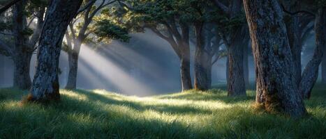 Sunlit forest clearing action nature landscape tranquil environment serene viewpoint breathtaking concept photo