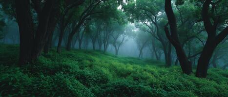 Misty morning forest walk lush green trees landscape photography serene environment peaceful viewpoint photo