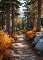 Exploring a scenic hiking trail amidst towering trees in autumn nature photography serene environment photo