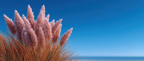 Tranquil minimalist garden design featuring standard pampas grass coastal setting nature photography photo