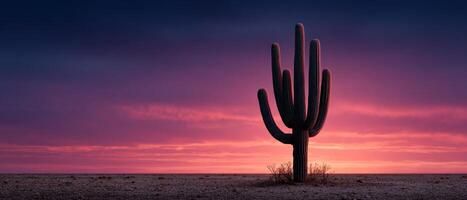 Dramatic sunset cactus silhouette desert landscape nature photography tranquil environment wide view serenity concept photo
