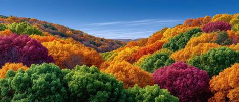 Breathtaking autumn colors in an untouched forest nature landscape panoramic view tranquil environment photo