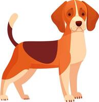 Cartoon illustration of a beagle dog standing with raised tail, showcasing its characteristic tri color coat and friendly expression, ideal for pet related designs vector