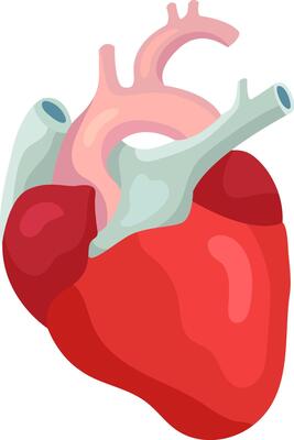 Internal organ responsible for pumping blood throughout the circulatory system, featuring realistic anatomical details of arteries, veins, and ventricles, essential for sustaining life
