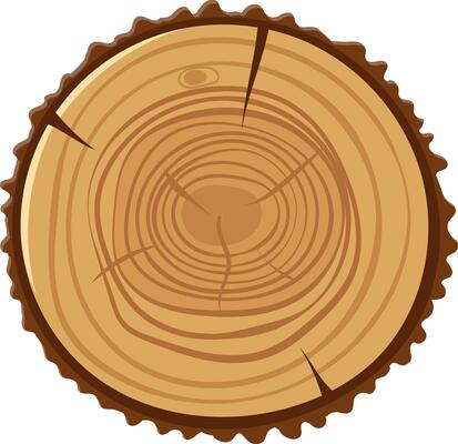 Tree trunk section displaying detailed growth rings, highlighting the passage of time and the intricate life cycle of a tree, with rich textures and patterns in natural wood