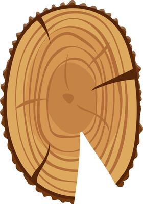 Tree trunk section revealing intricate growth rings, showcasing the age and history of the tree against a clean white background, highlighting nature's beauty and resilience