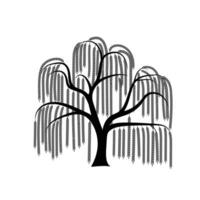 Elegant Weeping Willow Tree Silhouette with Drooping Branches vector