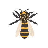 Bee illustration with detailed features and vibrant colors on a plain background vector