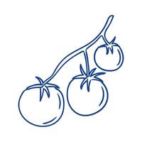 Freshly harvested tomatoes hanging on a vine in a garden setting during late summer vector