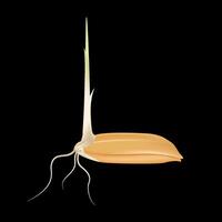 Rice seeds with stems green and roots isolated on black background. Wheat growth. Realistic 3D illustration. vector
