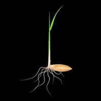 Rice seeds with stems green and roots isolated on black background. Wheat growth. 3D illustration. vector