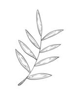 illustration twig with leaves. Hand drawn picture isolated on white background, single element. Botanical linear drawing, doodle vector