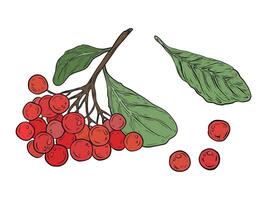 set with a branch of red rowan berry. Illustration of a branch of rowan berry with green leaves. Hand-drawn graphics, color realistic drawing. Design and packaging. vector