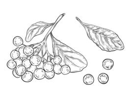 set with rowan branch, berries and leaves. Hand drawn botanical illustration of rowan, chokeberry, hand-drawn graphics, ink. Design and decoration. Rowan berry is used in wine, cosmetics. vector