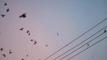 Flocks of sparrows flying over power lines and fly across the sky in the late evening video