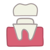 A tooth with a gum png