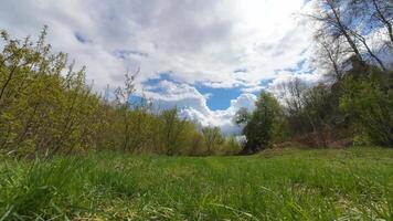 A field with trees and grass under a blue sky video
