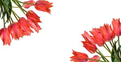 Cluster of several vibrant red tulip flowers with green stems and leaves, isolated background photo