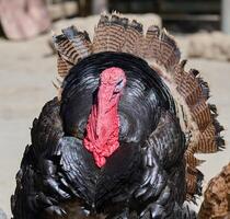 Close-up of a bronze turkey's head and upper body with its tail feathers fanned out. Front view photo