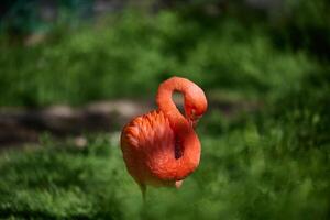 A vibrant pink flamingo stands on one leg, its neck gracefully curved as it rests in a lush green environment photo
