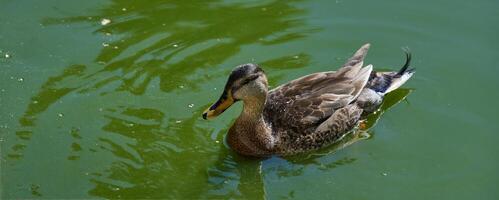 A female Mallard duck Anas platyrhynchos swims calmly in green pond water. Wildlife bird in its natural habitat on a sunny day photo