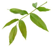 Single fresh green walnut leaf Juglans regia, isolated background photo