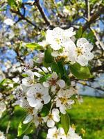 Delicate pear blossoms in full bloom against a vibrant blue sky. A symbol of spring renewal, growth, and new beginnings. Ideal for websites, blogs, and springtime marketing campaigns. photo