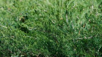 Green juniper shrub foliage close-up. Natural evergreen plant texture background photo